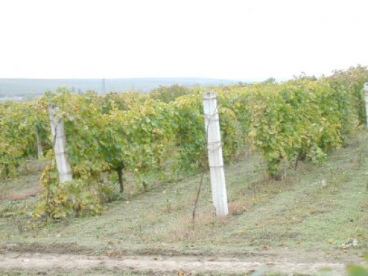 Au dat iama într-o plantaţie de viţă de vie din Chirnogeni